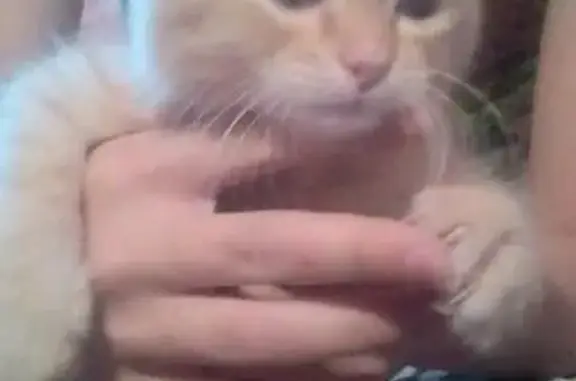 Отдам котёнка мальчика в добрые руки: нашли в подъезде, Челябинск