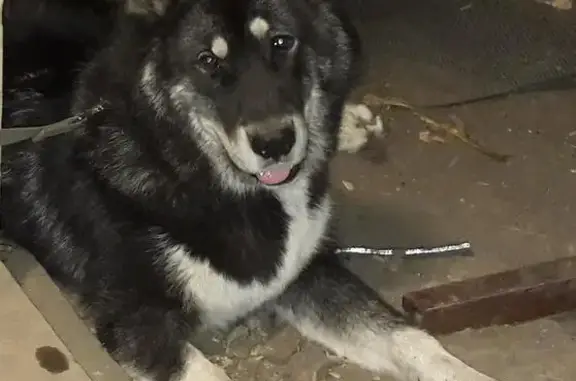 Пропала собака в Ковалёво, Ленинградская область