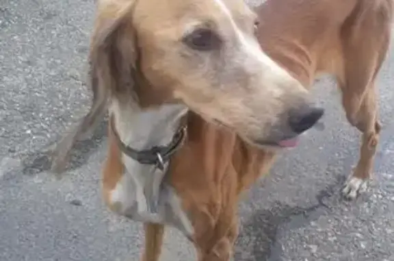 Собака на заправке Лукойл в Апшеронске ищет хозяина