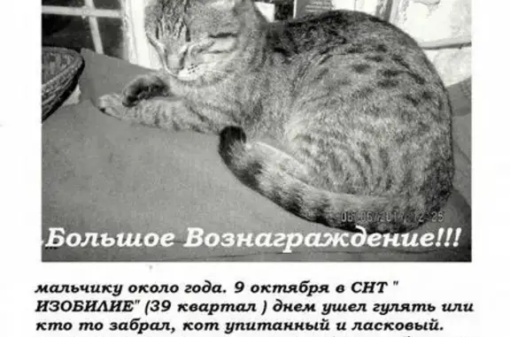Пропала кошка в Волжском