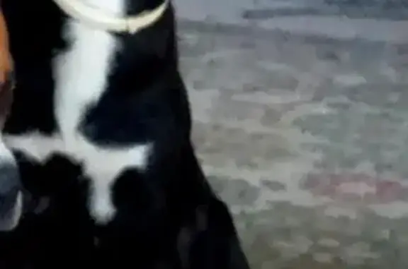 Пропала собака Черныш в Волжском, Волгоградская область