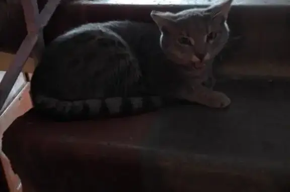 Найден серый кот в Лебяжке, Нижний Тагил