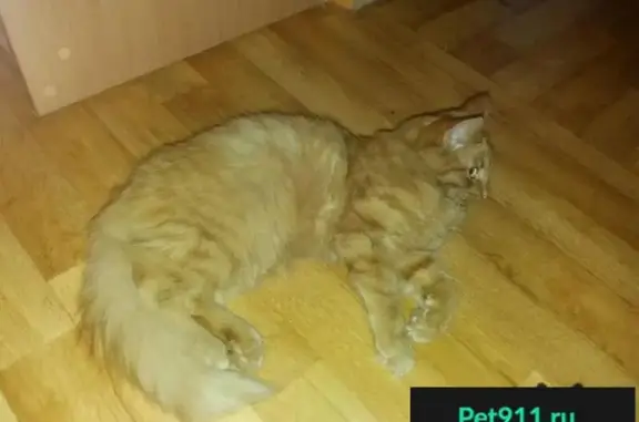 Найдена домашняя кошка на улице Рихарда Зорге