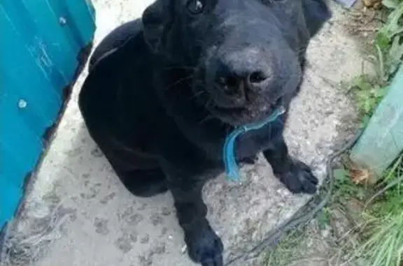 Пропал щенок лабродор в Трудовом, Владивостокский край