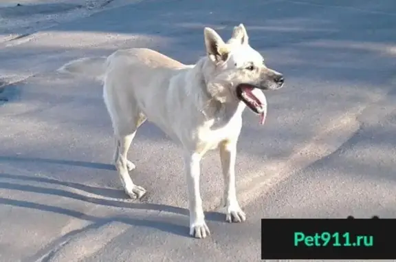 Пропала собака Туман в посёлке Пудость
