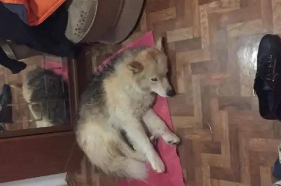 Найдена собака в Ленинском районе МО