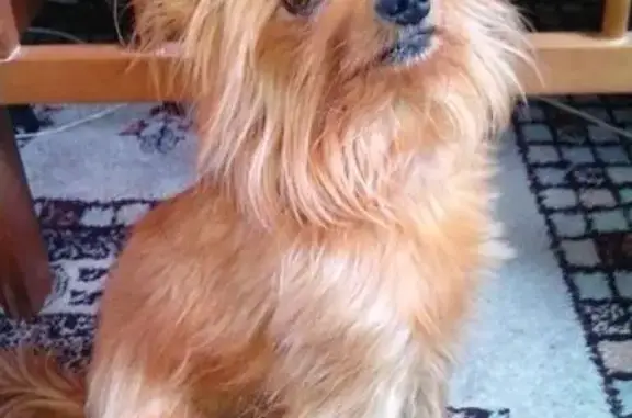 Собаки потеряшки, Кемерово, фото: Потеряшка собака Толик на пр. Ленина 164 д.