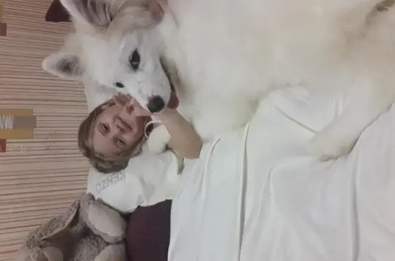 Собаки потеряшки, Анапский, фото: Потеряшка собака в районе пляжа Витязево, Краснодарский край