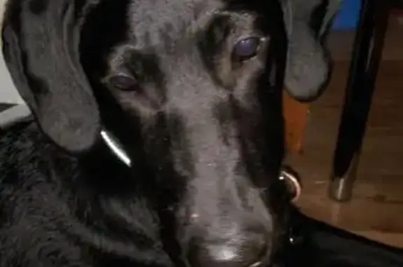 Найдена собака в Москворечье-Сабурово