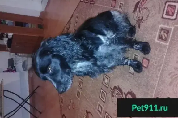 Найдена собака в Екатеринбурге, нужна помощь