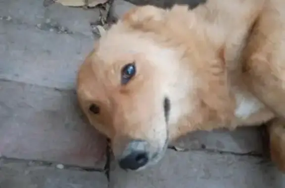 Найден пес на Рылеева и Пластунская в Краснодаре