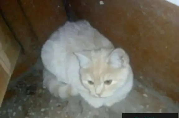 Найден кот на ул. Исакова, Барнаул - ищем хозяев!