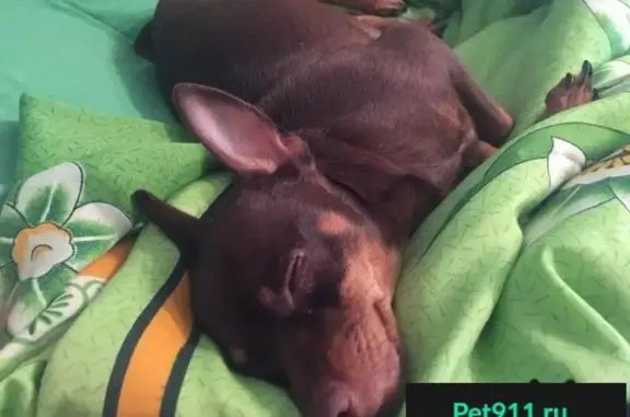 Собаки потеряшки, Утешево, фото: Потеряшка собака в Калужской области, помогите вернуть!