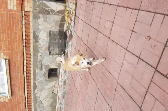 Пропала собака в деревне Слобода, Московская область