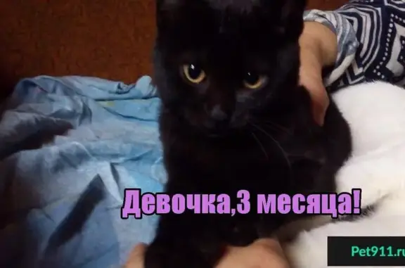 Котята и кошка ищут дом в Серпухове