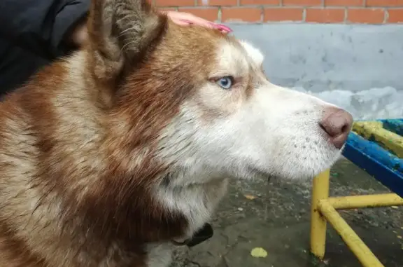 Найдена собака в Старом Осколе, мкр. Дубрава-2 (Белгородская область)