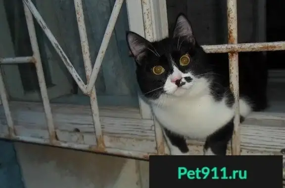 Пропал кот Томас в Сызрани, вознаграждение за находку.