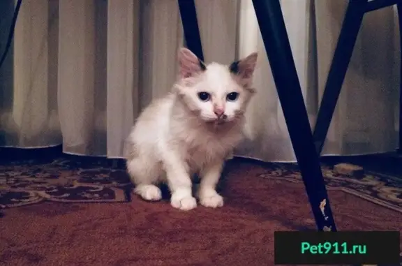 Найдена кошка Ляля в Пензе