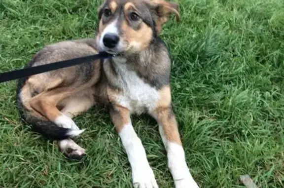 Найдена собака в Бутово Парк 2Б