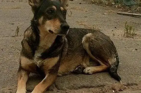 Пропала собака в Лисичанске на улице Соревнования, помогите!