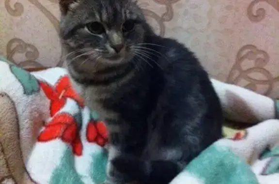Найдена кошка в Советском районе, Брянск.