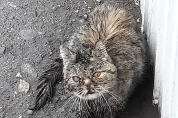 1. Найдена породистая кошка в Новочебоксарске #СпасемЖизнь