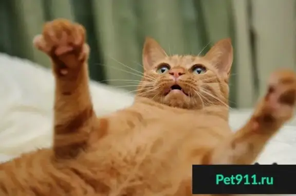 Объявления о пропавших и найденных животных, Старинское, фото: Пропала кошка в Верхнем Марьино, Воронежская область