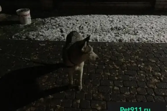 Найдена собака Хаски на трассе М7, Владимирская область