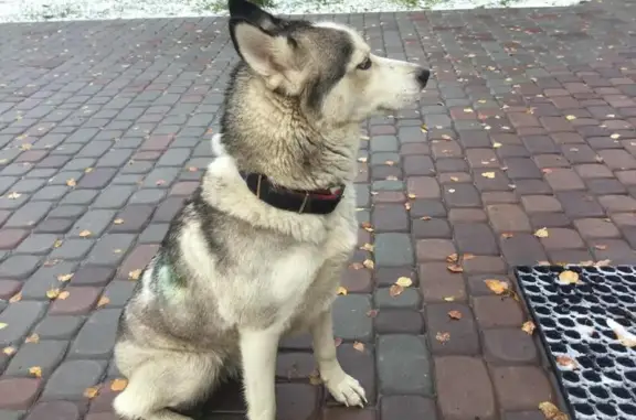 Найдена собака породы Хаски на трассе М7, район Колокша