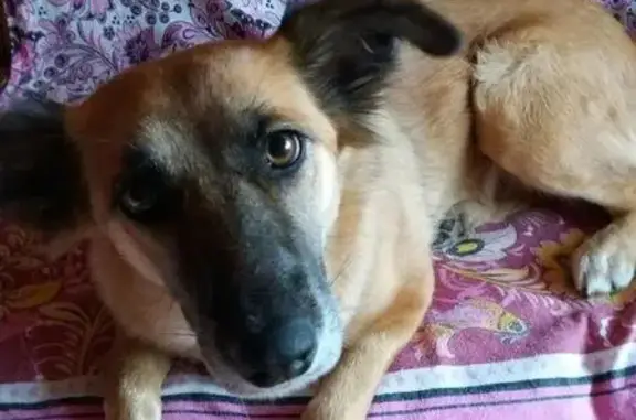 Пропала собака Эбби в Шопино, вознаграждение!