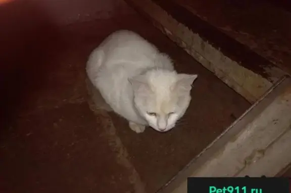 Найдена белая кошка на ул. Отрадная, д. 3Б