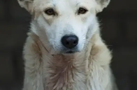 Найдена собака Белка в Сургуте #собаки_дом #рукаилапа #возьмиизприюта