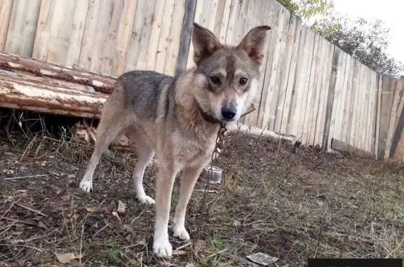 Пропала собака возле рынка в Кемерово
