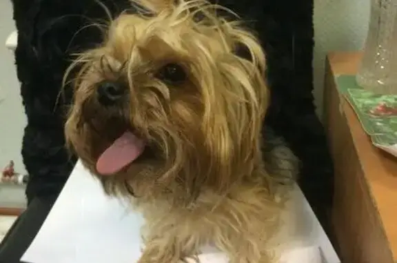 Найдена собака в Коломне, йорк