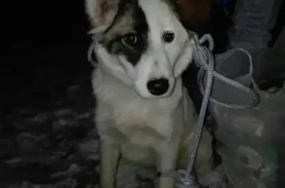 Найдена собака в Зеленограде, черная с коричневыми ушками.