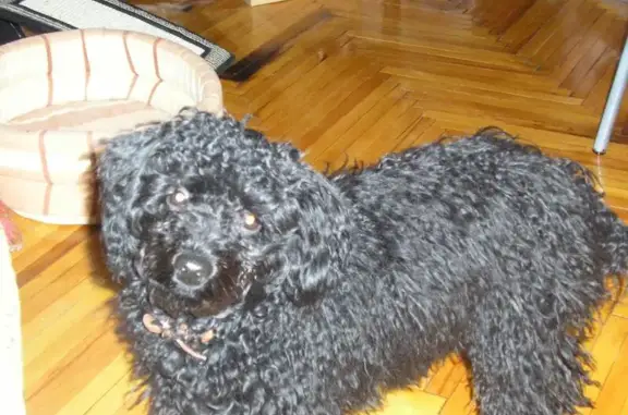 Пропала собака в Голицыно, нужна помощь!