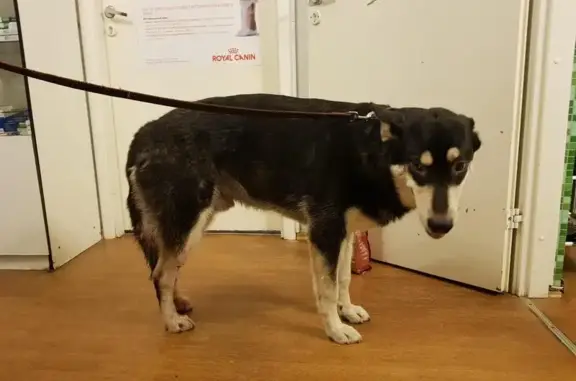 Собака метис найдена в Пушкинском районе Московской области.