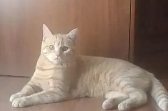 Пропал рыжий кот, ул. Куликова, 36, вознаграждение.