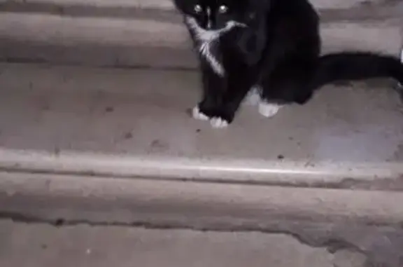 Найдена кошка по адресу 7-я Парковая ул. в Москве