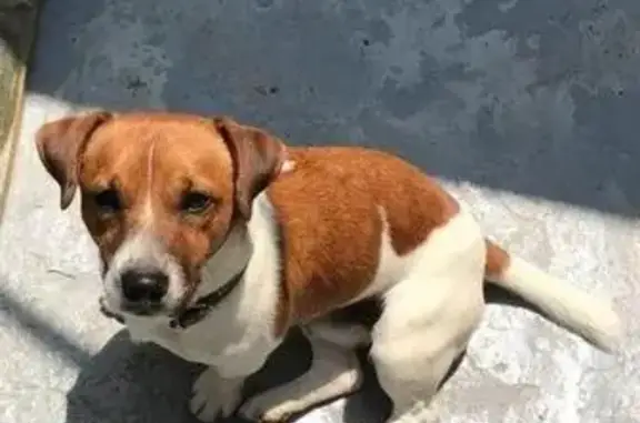Пропала собака на ул. Пионерской в Сочи