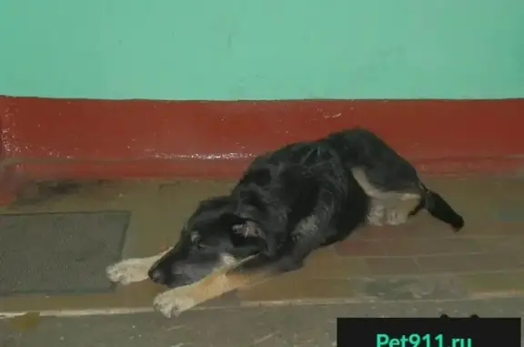 Найдена собака в Москве