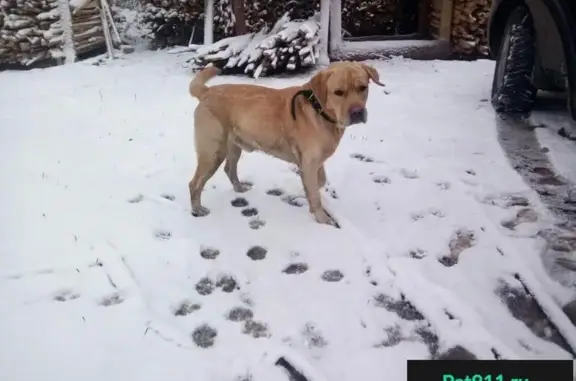 Собака найдена в Йошкар-Оле, Республика Марий Эл