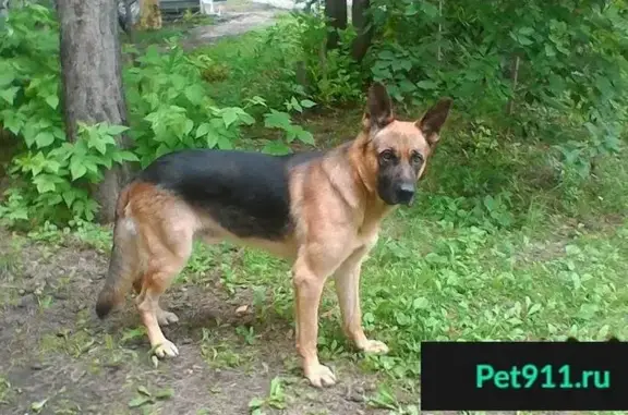 Пропала собака в Лебяжье, Алтайский край.