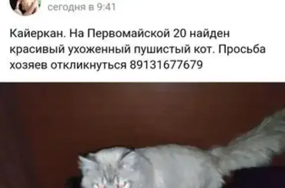 Пушистая кошка найдена в Норильске, Красноярский край