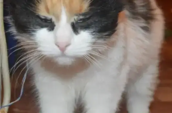 Найдена ручная кошка с котятами в Всеволожском районе
