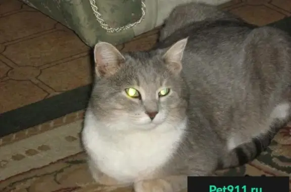 Кошки потеряшки, Харламовское, фото: Потеряшка кошка в СНТ 