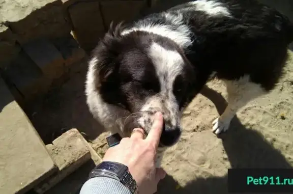 Пропала крупная собака в Казани, Республика Татарстан