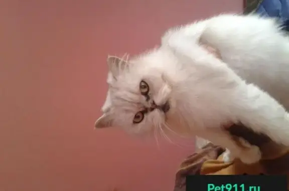 Пропала и найдена персидская кошка в районе Тополевки, Саратов.