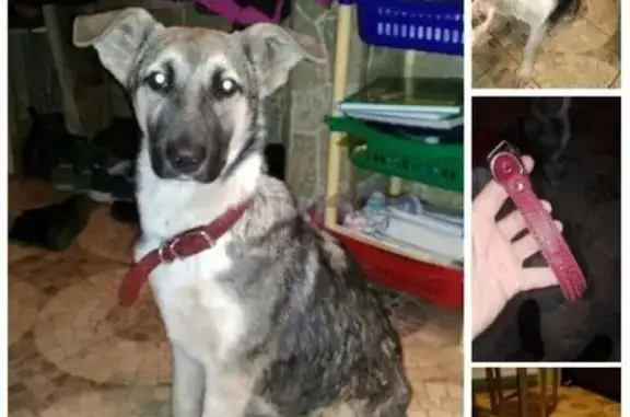 Пропала, найдена собака в Жулебино, Москва