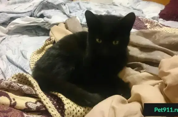 Найдена чёрная кошка во Владивостоке